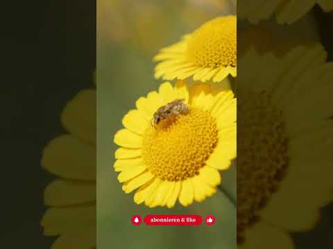 Schutt im Garten? Bau daraus ein Ruderalbeet – Insekten lieben es! - Gartenexpedition #shorts