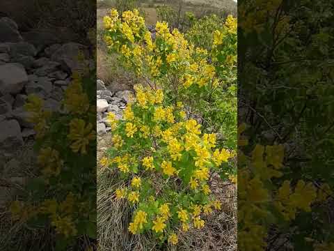 PČELE i ZANOVET-TILOVINA, zlatni cvijet prepoznatljivog Hercegovačkog krša