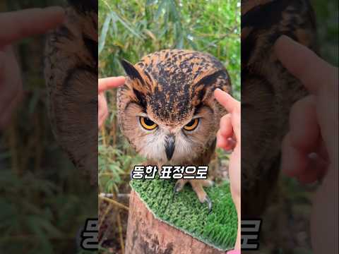 생각보다 순한 올빼미