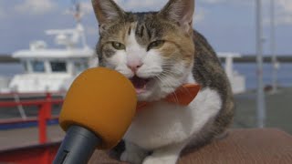 au WALLET Market PR動画「猫島で、猫100匹に聞きました！ –Cat island 」