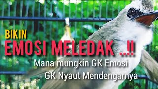 Download lagu MANA MUNGKIN TRUCUK MU G EMOSI MENDENGAR PANCINGAN PANAS INI  99,9% Bikin EMOSI MELEDAK ..!! mp3
