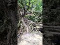 Double Decker Living Root Bridge Shorts