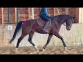 Gelding Selle Fran&ccedil;ais For sale 2021 Bay