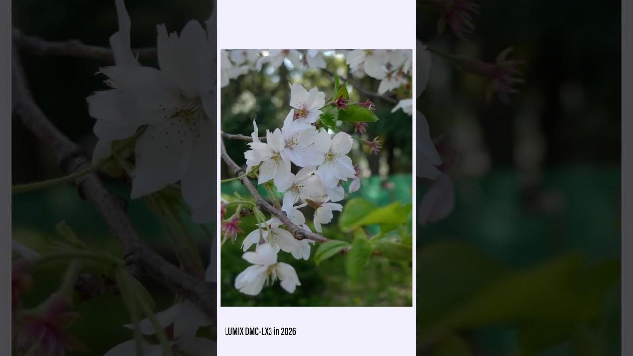 LUMIX DMC LX3を持ってぶらり｜LUMIX DMC LX3 in 2026　#LUMIX #DMCLX3 #Panasonic #CCDセンサー