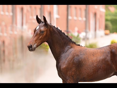 1. Holsteiner ONLINE-Fohlenauktion | Nr. 9 v. Quibery - Contender