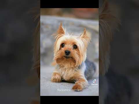 5 smallest dog breeds in the world 🐕✨