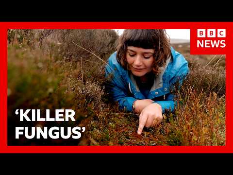 英國BBC新聞：滅絕級真菌！正在摧毀英國入侵植物！ ('Killer fungus' destroying invasive plant in UK | BBC News)