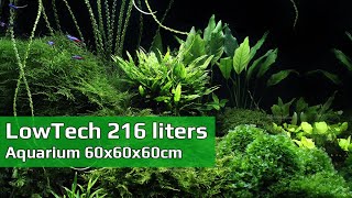 Planted 🌿LowTech aquarium 216 liters with easy plants | SURPAN.cz