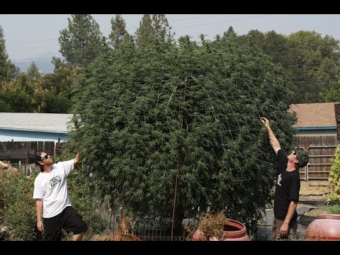 How To Grow Mendo Dope - On the farm class