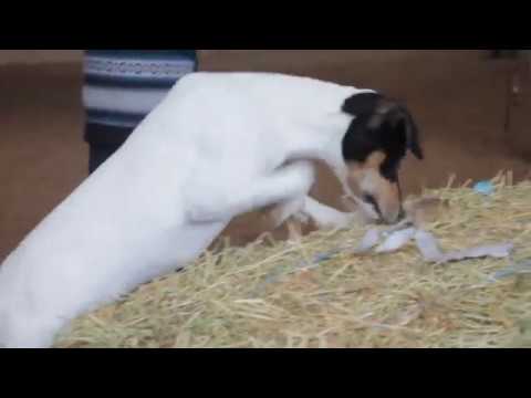 Ratonero Bodeguero Andaluz - Prueba de Trabajo