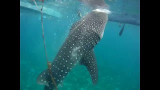 preview picture of video 'Butanding (pronounced boo-tan-ding), Whale Sharks in the shores of Cebu Island'