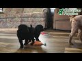 Miniature Poodle dogs for sale: Fern - Video 1