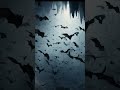 The Echo Of Bats Flying In The Cave Bat Nocturnals Wildanimals Wildlifesounds Soundeffects