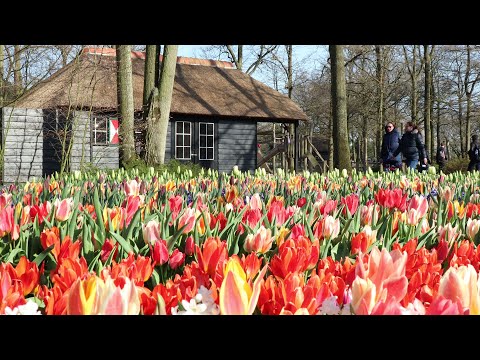 The charming spring garden - Keukenhof, April 2021 - 4K
