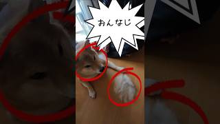 毛玉地獄の開幕😱  #柴犬 #犬のいる暮らし #shibainu