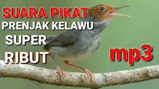 Download lagu Suara Pikat Prenjak Klawu Ribut ll Suara Pikat Prenjak Kepala Merah Ribut mp3