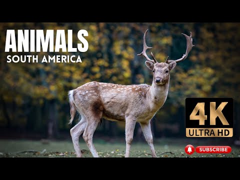 Animals of South America 4K | Scenic Wildlife Film With Calming Music | Video 4K ULTRA HD