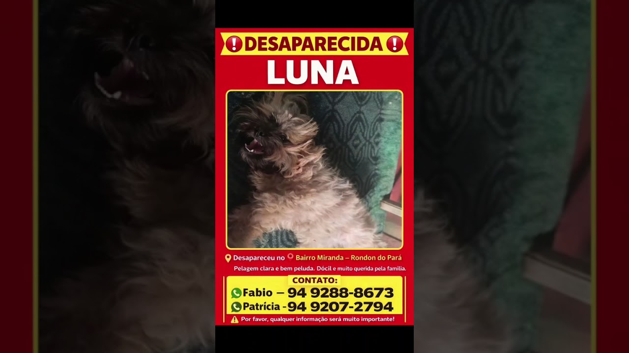 Cachorro raça Shitzu idade 2 anos nome Luna