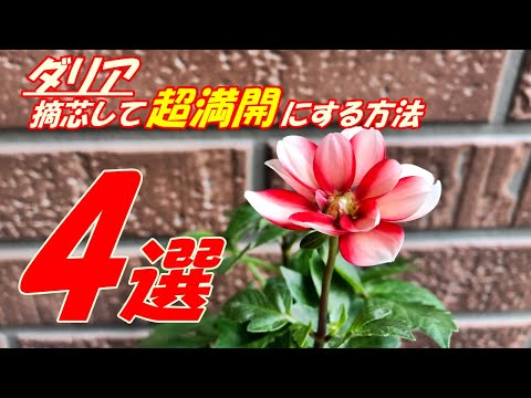 園芸 ダリアの育て方に関するご質問