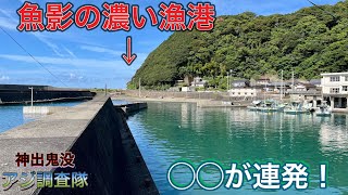 魚影の濃いこの漁港！〇〇が連発！【神出鬼没！アジ調査隊#3】