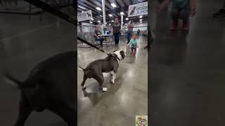 Download lagu Emotional reunion between young girl and her dog at shelter mp3 Download lagu Emotional reunion between young girl and her dog at shelter mp3