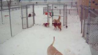 preview picture of video 'Orrville Pet Spa & Resort Doggie Daycare'
