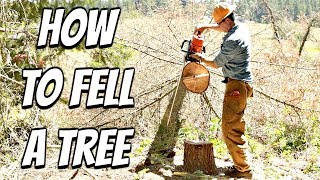 How to cut down a tree with a chainsaw