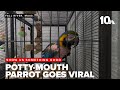 Potty Mouthed Parrot Goes Viral Up For Adoption In Fall River