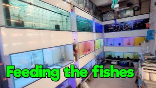 Feeding the Fishes at Pooja Trader Aquarium Store
