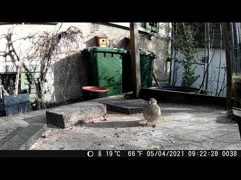 Wildkamera Blusmart 05.04.2021 mein kleines Garten Gewusel