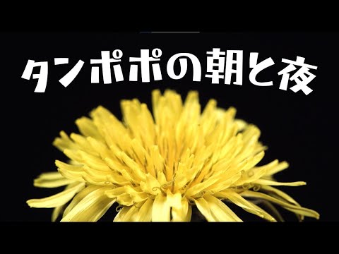 タンポポ 植物