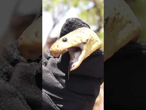 Balestrin Pegou Cobra Venenosa na África #richardrasmussen #juliobalestrin #biologohenrique #cobra