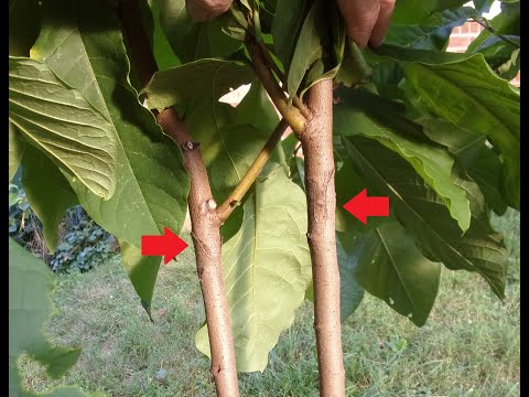 "Heel-and-Toe" "Compound-Graft" for Asimina Pawpaw Tree