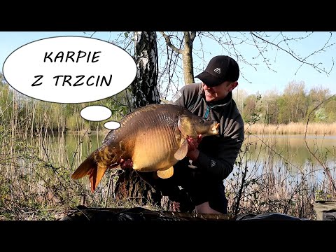 Karpie z amurowej zasiadki - Łowienie przy trzcinach