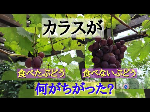 夏に果樹を昆虫や鳥から守るにはどうすればよいですか？編集者によってテストされ承認された 6 つのヒント  庭園