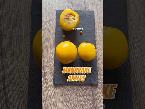 Mandragora | Mandrake apples collected in Israel near Nazareth