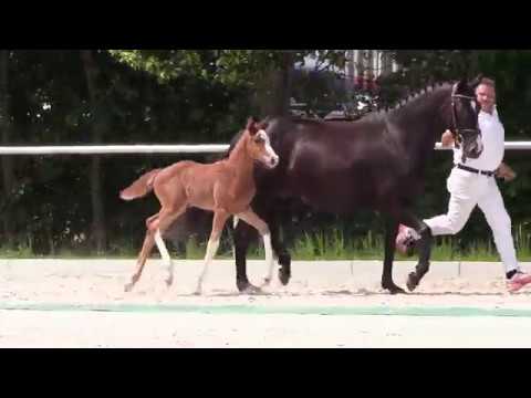 KN 76: SF von Zoom / Stedinger