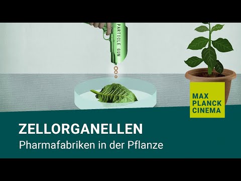 Zellorganellen - Pharmafabriken in der Pflanze