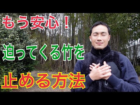 トガリネズミを庭から追い出したほうがいいでしょうか？やり方は？私たちは本物と偽物を区別します！  庭園