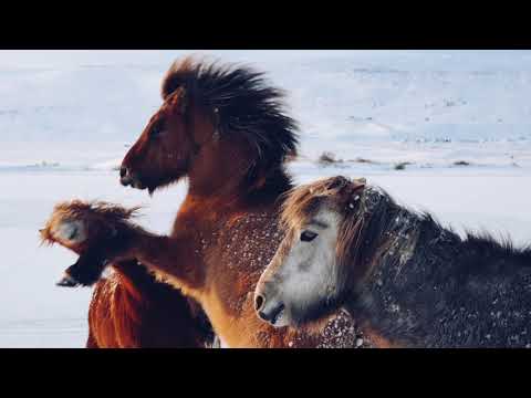 Karlakórinn Hreimur ég veit þú kemur