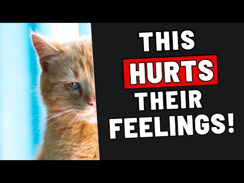 22 Mistakes People Make With Their Cats