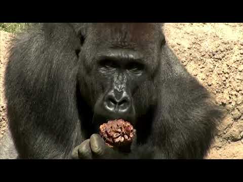 リニューアルオープンしたロサンゼルス動物園に家族連れが押し寄せる (Families flock to reopened Los Angeles Zoo)
