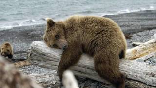 La mort de l'ours de Félix Leclerc