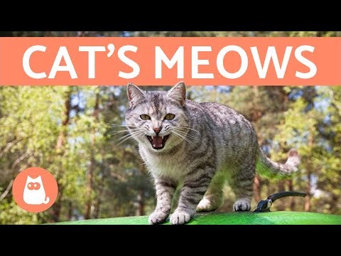 Cat's Meows and What They Mean - YouTube