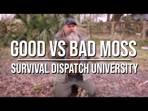 download lagu mp3 mp4 Is Moss Bad, download lagu Is Moss Bad gratis, unduh video klip Is Moss Bad