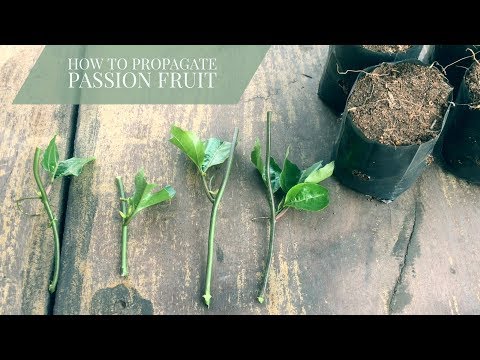 image-Can you save passion fruit seeds?
