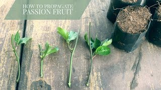 How to propagate passion fruit from cuttings (Passiflora edulis)