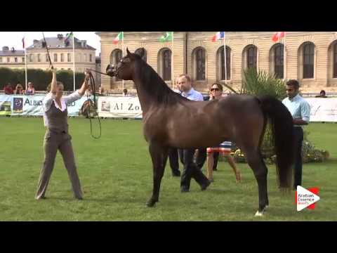 N.52 WW INDIH - Chantilly 2015 ABCE - Mares 6 years and above (Class 5)