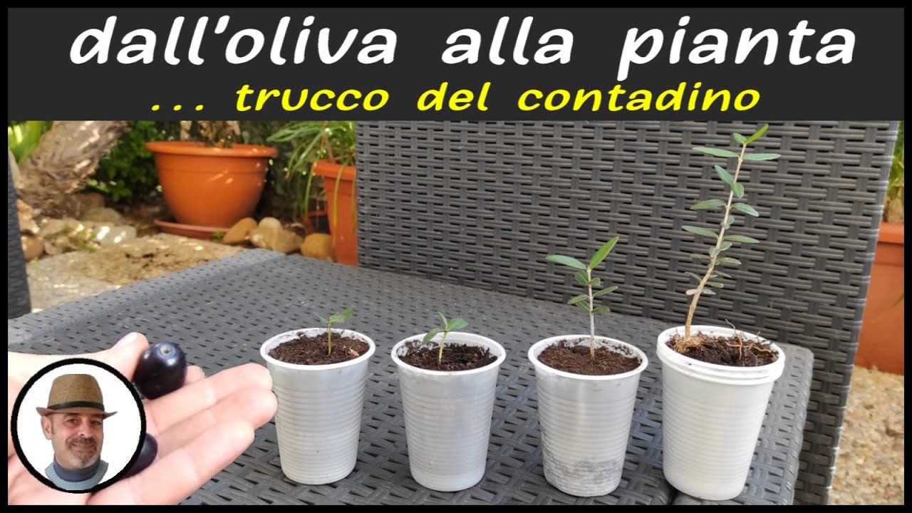 COME SEMINARE IL NOCCIOLO DI UN OLIVO E FAR NASCERE UNA PIANTA