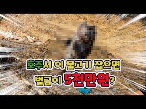호주 갯바위낚시 물고기 제한 사이즈 총 정리(2021년)